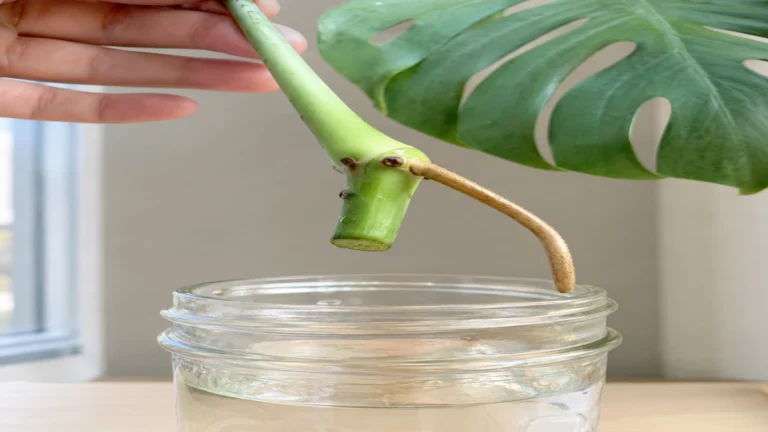 How to Propagate a Monstera