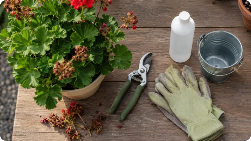 Before You Begin for How to Deadhead Geraniums full guide 